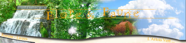 banniere Foret