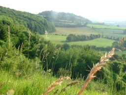 Bocage sur les coteaux de la vallée de la lawe