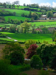 Détail du bocage sur un versant de colline
