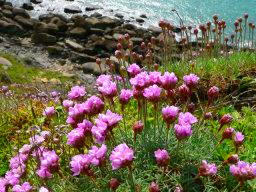 Gazon d'olympe sur la falaise du cap gris nez