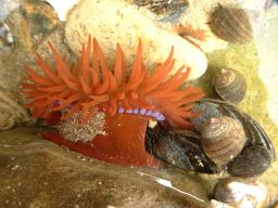 Anémones de mer, moules et Bigorneaux
